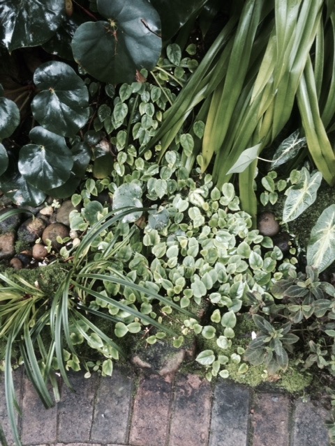 B. letouzeyi